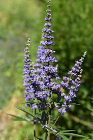 Vitex Agnus-Castus Plant Seeds for Thriving Herbal Shrub  Ideal for Planting Gardens, Yards, or Landscapes