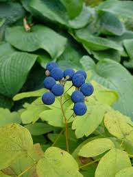 Black Caulophyllum Seeds for Planting
