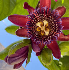 Riesengranadilla Flower seeds for Planting - Garden Favorite, Heirloom & GMO Free Seeds for Home Garden