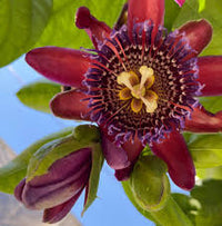 Riesengranadilla Flower seeds for Planting - Garden Favorite, Heirloom & GMO Free Seeds for Home Garden