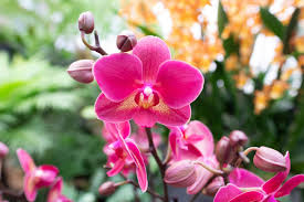 Pink Cymbidium Orchid Flower seeds for Planting - Drought Tolerant, Heirloom & GMO Free Seeds for Home Garden