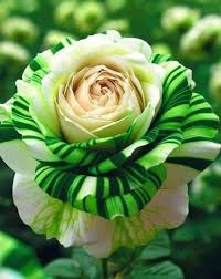 Green White Rose Flower Seeds for Planting, Heirloom Non-GMO, High Germination Organic Garden Seeds