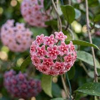 Bright Pink Hoya Flower Seeds for Planting Shade Tolerant Heirloom & GMO Free Seeds for Home Garden
 
 Sale
