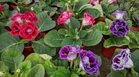 Heirloom Gloxinia Flower seeds for Planting Drought Tolerant Heirloom & GMO Free Seeds for Home Garden