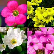 Mixed Oxalis Flower seeds for Planting Long Bloom Season Heirloom & GMO Free Seeds for Home Garden