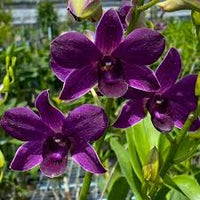 Dark Blue Dendrobium Flower seeds for Planting - Pollinator Friendly, Heirloom & GMO Free Seeds for Home Garden
