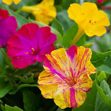 Yellow Red Mirabilis Flower Seeds Flower seeds for Planting Pollinator Friendly Heirloom & GMO Free Seeds for Home Garden