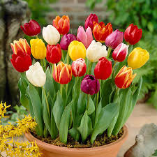 Light Yellow Tulip Flower Seeds – Wildflower Mix Heirloom & NonGMO Seeds for Home Garden
 
 Sale