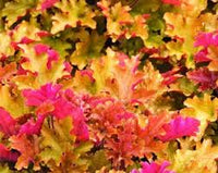 Light Orange Heuchera Flower Seeds for Planting Heirloom NONGMO Seeds for Garden Growth Colorful Display 
 
 Sale