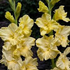 Cream Gladiolus Flower Seeds for Planting Fragrant Blossoms Heirloom & GMO Free Seeds for Home Garden
 
 Sale