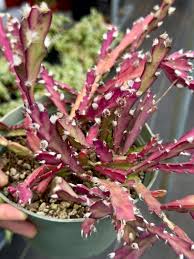 Violet Lepismium Flower seeds for Planting - Hardy Variety, Heirloom & GMO Free Seeds for Home Garden