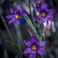 Sisyrinchium Flower seeds for Planting Low Maintenance Heirloom & GMO Free Seeds for Home Garden 
 
 Sale