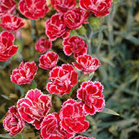 Burgundy Dianthus Flower seeds for Planting - Cut Flower Favorite, Heirloom & GMO Free Seeds for Home Garden
 
 Sale