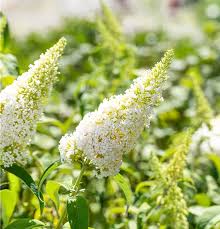 White Buddleja Flower seeds for Planting Garden Favorite Heirloom & GMO Free Seeds for Home Garden