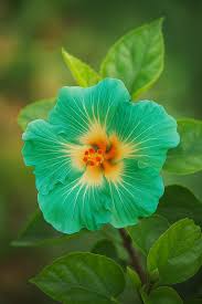 Green Hibiscus Flower Seeds for Planting Wildflower Mix Heirloom & GMO Free Seeds for Home Garden
 
 Sale