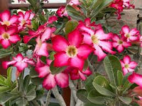 Pink Obesum Flower seeds for Planting - Low Maintenance, Heirloom & GMO Free Seeds for Home Garden