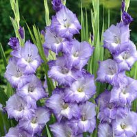 Light Violet Gladiolus Flower Seeds for Planting Bright Blooms Heirloom & GMO Free Seeds for Home Garden
 
 Sale