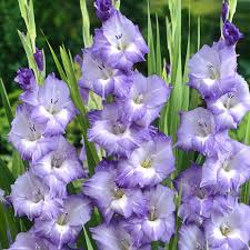 Light Violet Gladiolus Flower Seeds for Planting Bright Blooms Heirloom & GMO Free Seeds for Home Garden
 
 Sale