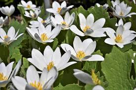 White Sanguinaria Flower seeds for Planting - Drought Tolerant, Heirloom & GMO Free Seeds for Home Garden