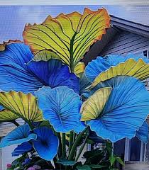 Mix Blue Caladium Flower seeds for Planting - Cottage Garden Essential, Heirloom & GMO Free Seeds for Home Garden