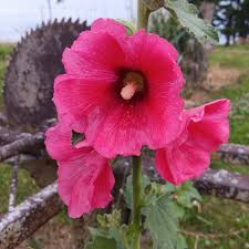 Malvarosa Flower seeds for Planting - Vibrant Colors, Heirloom & GMO Free Seeds for Home Garden