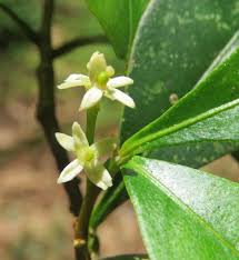 Brown Zanthoxylum Flower seeds for Planting - Wildflower Mix, Heirloom & GMO Free Seeds for Home Garden
 
 Sale