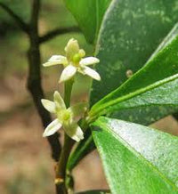 Brown Zanthoxylum Flower seeds for Planting - Wildflower Mix, Heirloom & GMO Free Seeds for Home Garden
 
 Sale