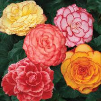 Begonia Flower seeds for Planting Sun Loving Heirloom & GMO Free Seeds for Home Garden