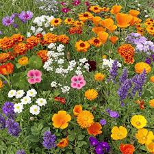 Cali Flower seeds for Planting Colorful Display Heirloom & GMO Free Seeds for Home Garden