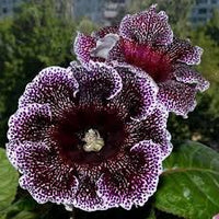 Black Gloxinia Flower Seeds for Planting Garden Favorite Heirloom & GMO Free Seeds for Home Garden
 
 Sale