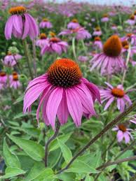 Echinacea Planting Seeds - Grow Beautiful Coneflower Blooms