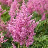 Pink Astilbe Flower Seeds for Planting