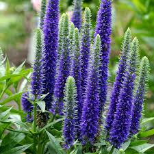 Veronica Spicata Planting for Vibrant Blooms  Seeds for a Lush and Colorful Garden
