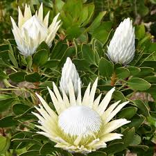 Protea Flower seeds for Planting Low Maintenance Heirloom & GMO Free Seeds for Home Garden