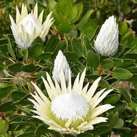 Protea Flower seeds for Planting Low Maintenance Heirloom & GMO Free Seeds for Home Garden