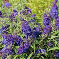 Dark Blue Buddleia Flower Seeds for Planting Drought Tolerant Heirloom & GMO Free Seeds for Home Garden
 
 Sale