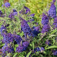 Dark Blue Buddleia Flower Seeds for Planting Drought Tolerant Heirloom & GMO Free Seeds for Home Garden
 
 Sale
