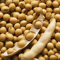 Brown Edible Soybean Seeds - 1 Planting Seeds