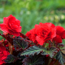 Tuberous Begonia Red Flower seeds for Planting - Garden Favorite, Heirloom & GMO Free Seeds for Home Garden