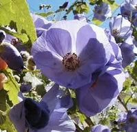 Violet Abutilon Flower seeds for Planting - Bright Blooms, Heirloom & GMO Free Seeds for Home Garden