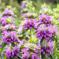 Violet Citriodora Flower seeds for Planting - Compact Growth, Heirloom & GMO Free Seeds for Home Garden