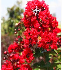 Red Crape Tree Flower seeds for Planting - Long Bloom Season, Heirloom & GMO Free Seeds for Home Garden