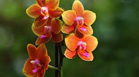 Samen Orchidee Flower seeds for Planting - Hardy Variety, Heirloom & GMO Free Seeds for Home Garden