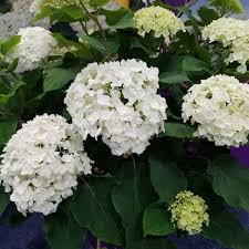 Hydrangea Flower Seeds Flower seeds for Planting Garden Favorite Heirloom & GMO Free Seeds for Home Garden