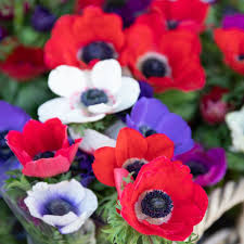 Mixed Colour Anemone Flower Seeds for Planting Compact Growth Heirloom & GMO Free Seeds for Home Garden
 
 Sale