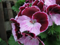 Purple Pink Geranium Flower Seeds for Planting, Heirloom Non-GMO, High Germination Organic Garden Seeds