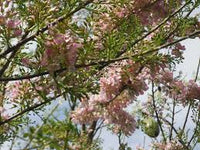 Gliricidia Sepium Tree Seeds for Planting - Bright Blooms, Heirloom & GMO Free Seeds for Home Garden