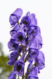 Aconite Flower seeds for Planting - Long Bloom Season, Heirloom & GMO Free Seeds for Home Garden