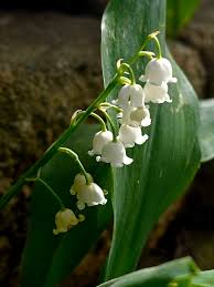 Lily of the Valley Flower seeds for Planting - Seasonal Bloomer, Heirloom & GMO Free Seeds for Home Garden