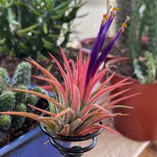 Tillandsia Ionantha Flower seeds for Planting Vibrant Colors Heirloom & GMO Free Seeds for Home Garden